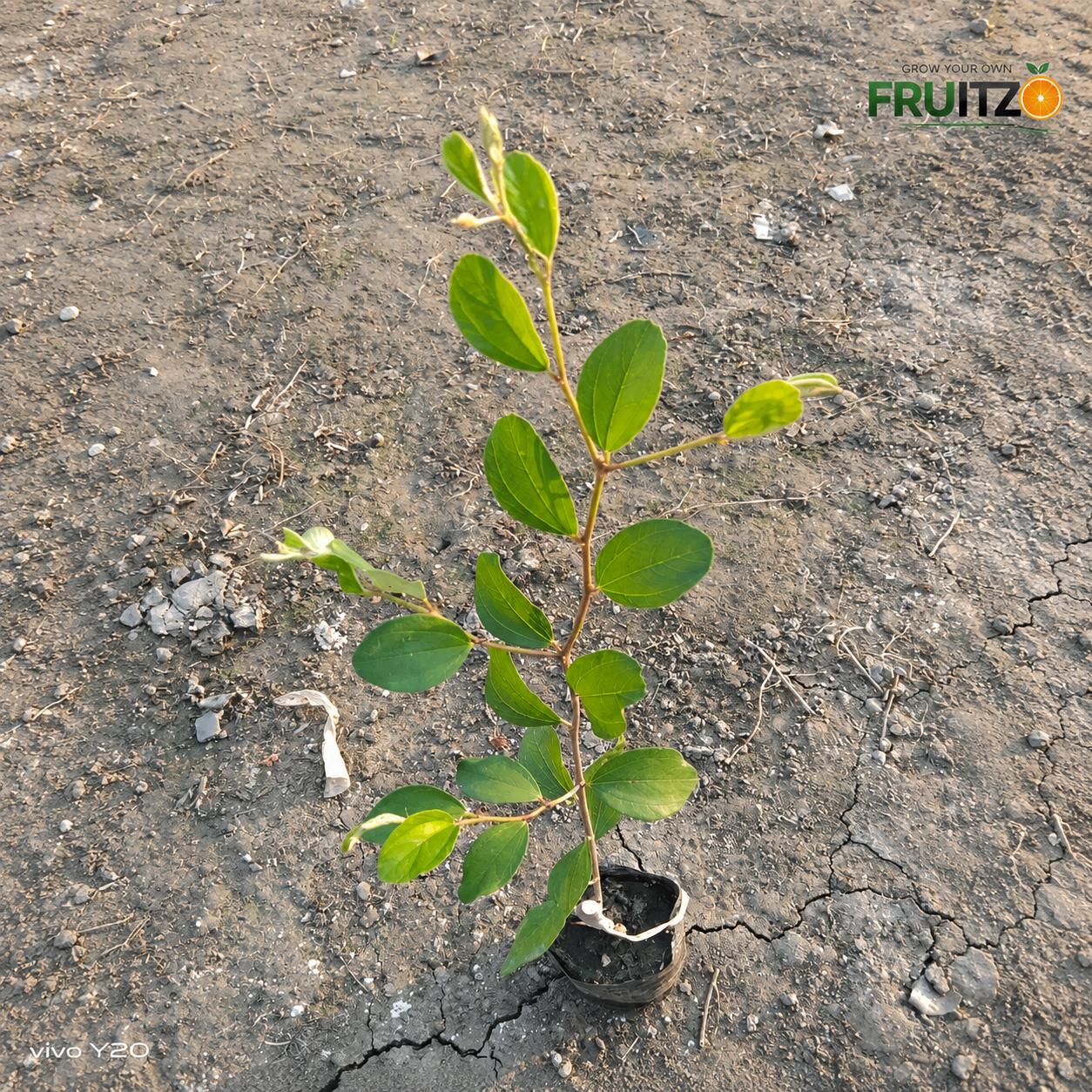 Ball Sundari Apple Ber Grafted Plant 1 Feet For Terrace And Home Gardening