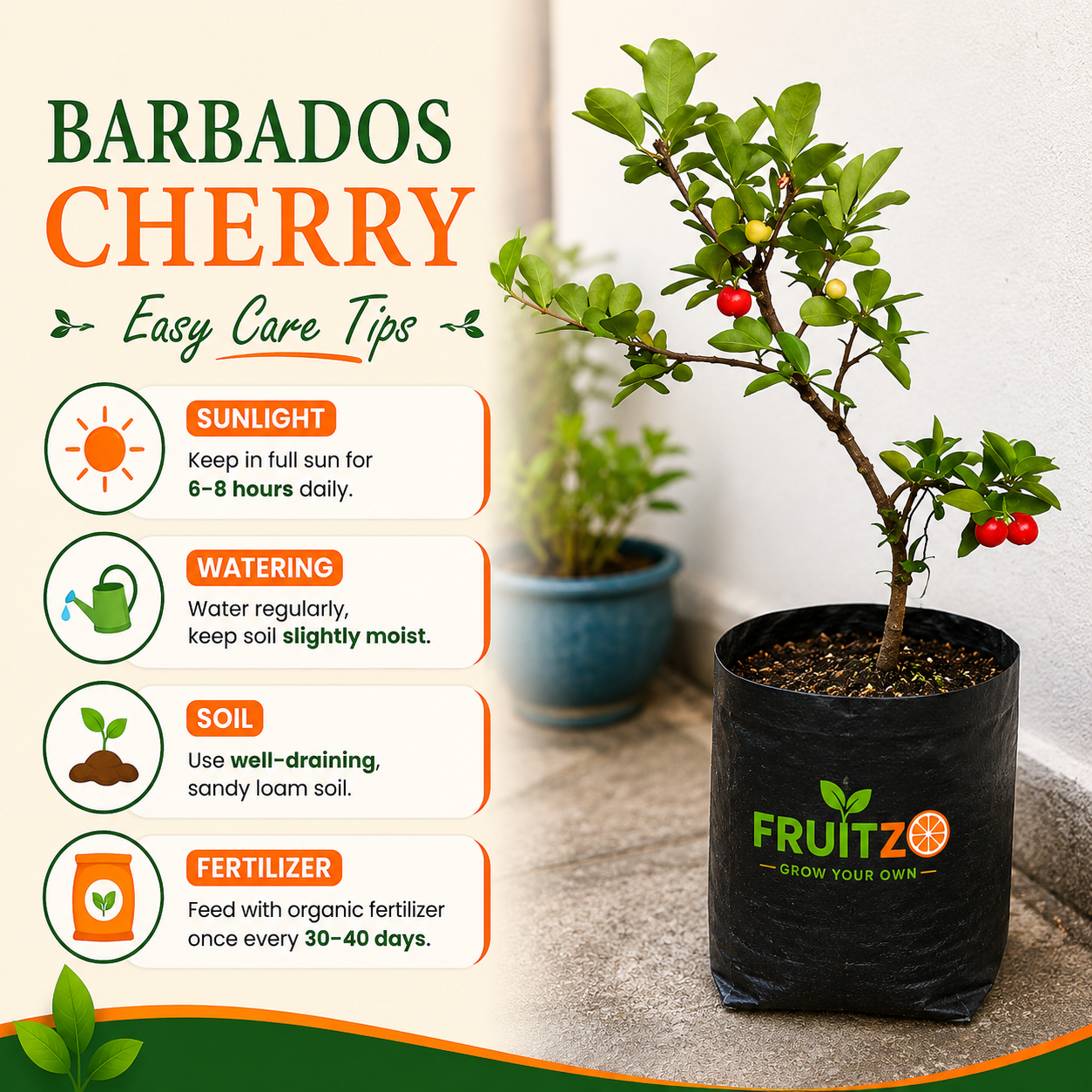 Barbados Cherry Grafted Plant 1.5 - 2 Feet