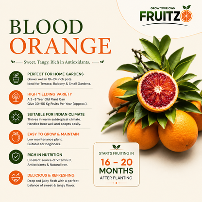 Moro Blood Orange Grafted Fruit Plant for Home & Terrace Gardening