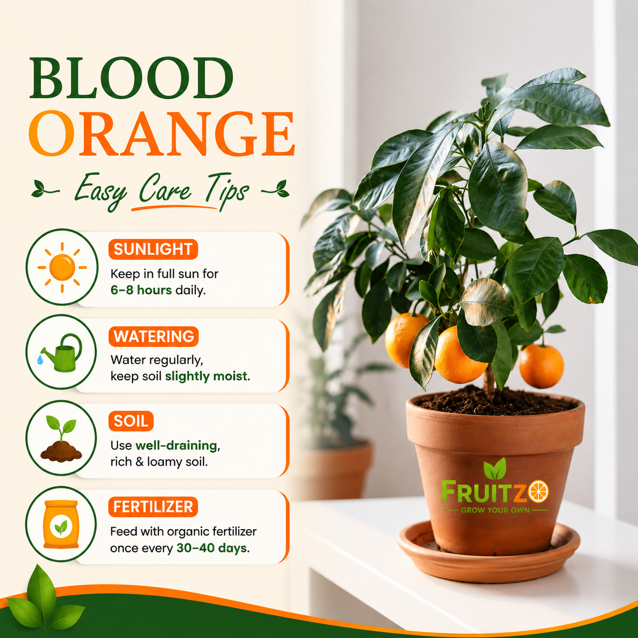 Moro Blood Orange Grafted Fruit Plant for Home & Terrace Gardening