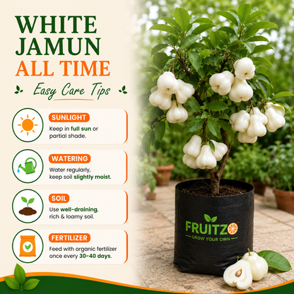 All Time White Jamun Rare Variety Syzygium Cumini Live Fruit Tree  for Home & Terrace Gardening