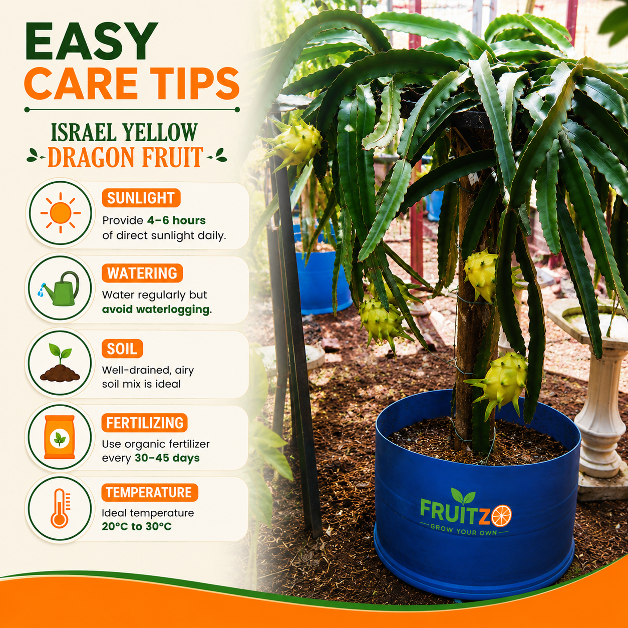 Israel Yellow Dragon Fruit Growing Plant  for Home & Terrace Gardening