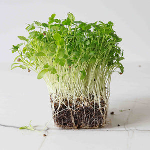 microgreens coriander seeds