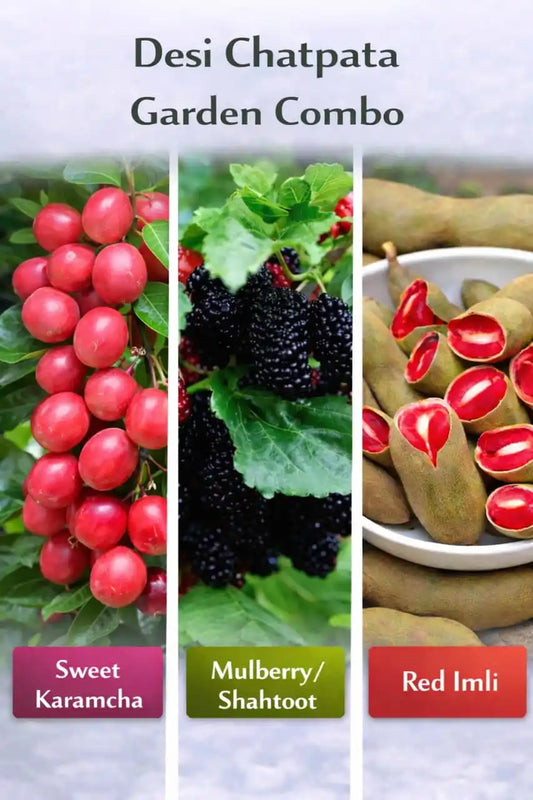 Desi Chatpata Garden Combo Grafted & Healthy Plants (1.5--2.5'ft)  for Home & Terrace Gardening