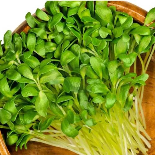 microgreens methi seeds