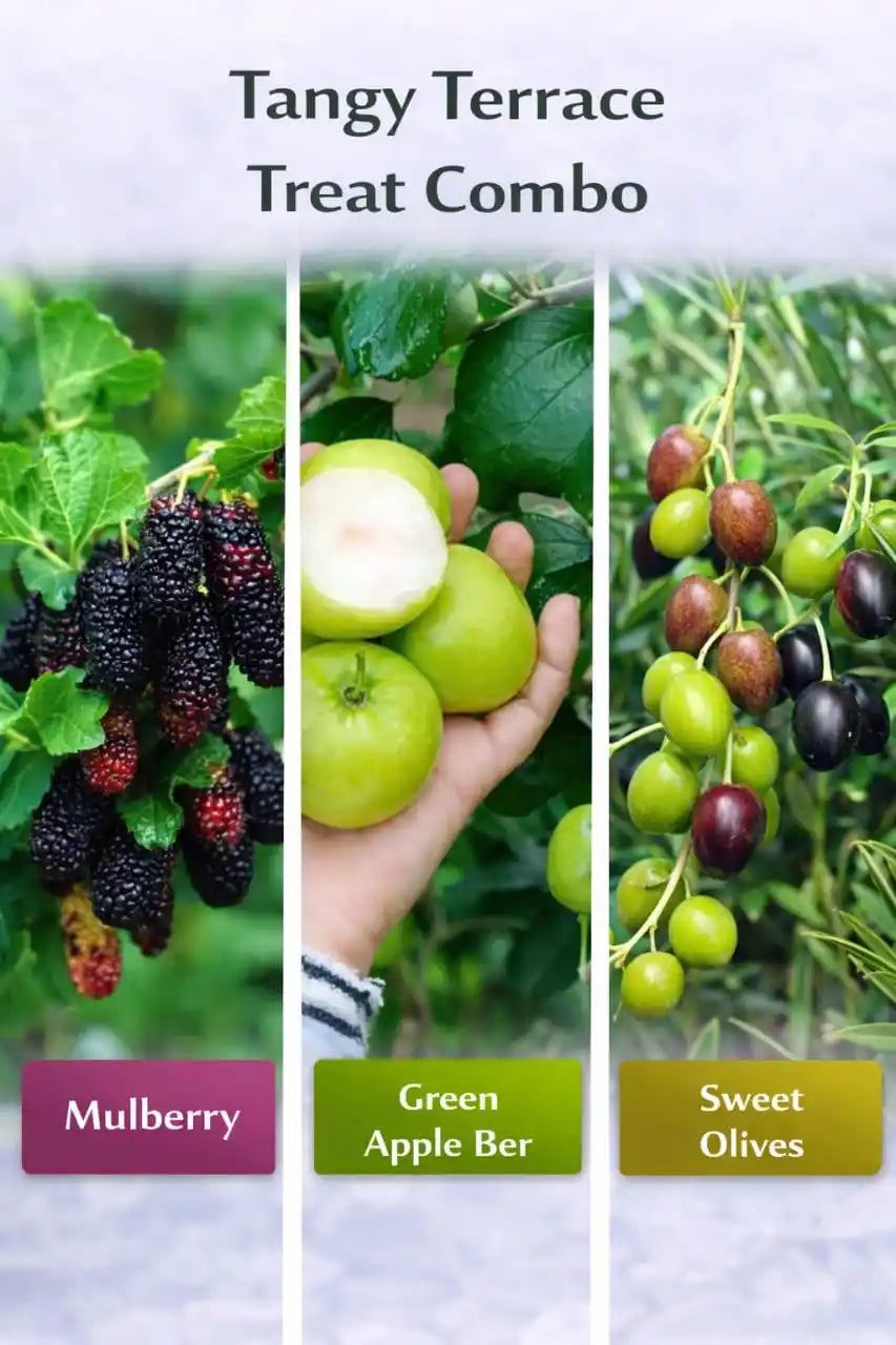 Tangy Terrace Treat Combo Grafted & Healthy Plants (1.5--2.5'ft)  for Home & Terrace Gardening