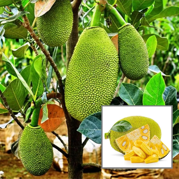 Thai All Season Jackfruit Panasa Varikka Katahal Chakka Grafted Fruit Plant...