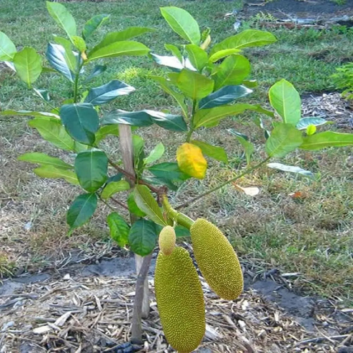 Thai All Season Jackfruit Panasa Varikka Katahal Chakka Grafted Fruit Plant...