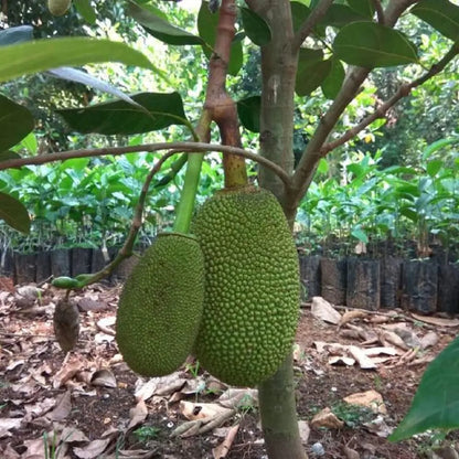 Thai All Season Jackfruit Panasa Varikka Katahal Chakka Grafted Fruit Plant...