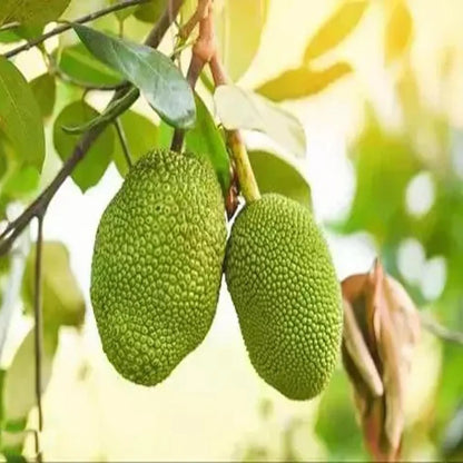 Thai All Season Jackfruit Panasa Varikka Katahal Chakka Grafted Fruit Plant...