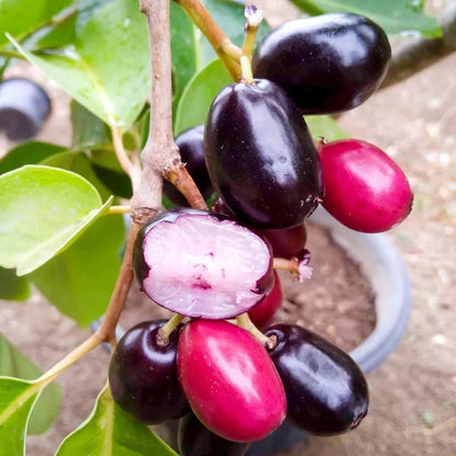 Seedless Black Jamun Jambolan Jam Grafted Fruit Plant (1.5-3 Feet Height)