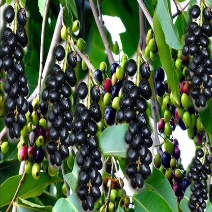 Seedless Black Jamun Jambolan Jam Grafted Fruit Plant (1.5-3 Feet Height)