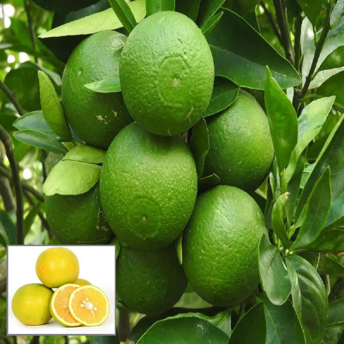 Bangladesh Bari 1 Malta Mosambi Grafted Fruit Plant (1.5-2 Feet Height)