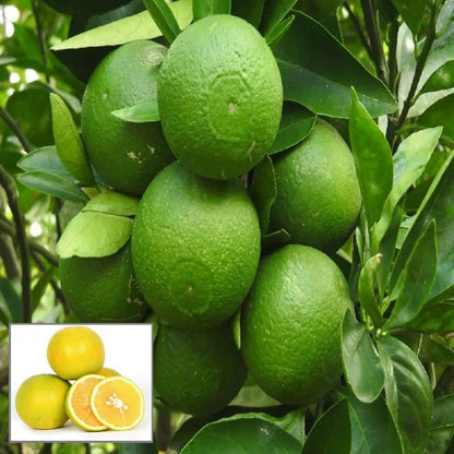 Bangladesh Bari 1 Malta Mosambi Grafted Fruit Plant (1.5-2 Feet Height)