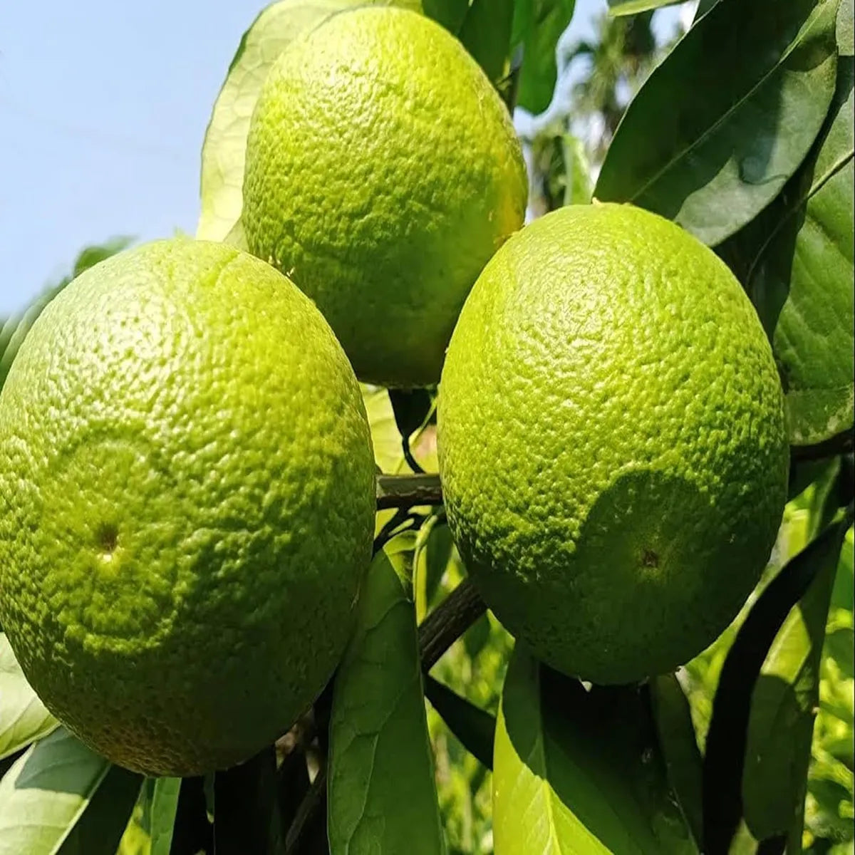 Bangladesh Bari 1 Malta Mosambi Grafted Fruit Plant (1.5-2 Feet Height)