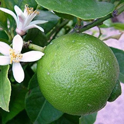 Bangladesh Bari 1 Malta Mosambi Grafted Fruit Plant (1.5-2 Feet Height)