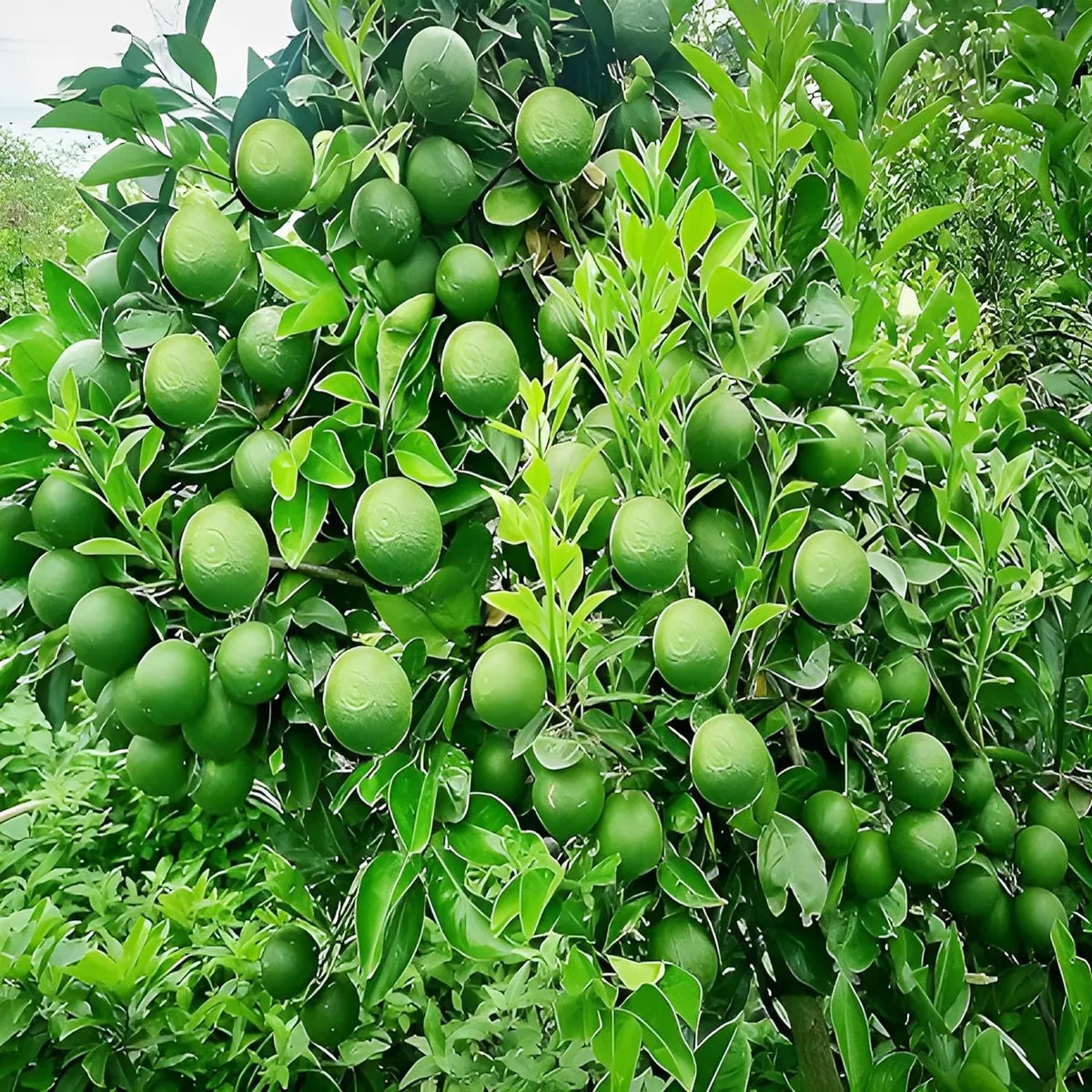Bangladesh Bari 1 Malta Mosambi Grafted Fruit Plant (1.5-2 Feet Height)