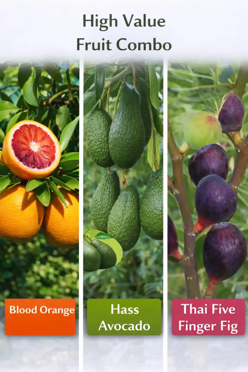 High Value Fruit Combo Grafted & Healthy Plants  for Home & Terrace Gardening (1.5--2.5'ft)