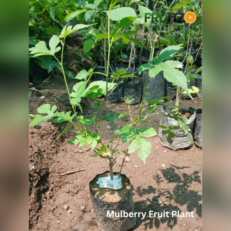 Desi Chatpata Garden Combo Grafted & Healthy Plants (1.5--2.5'ft)  for Home & Terrace Gardening