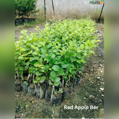 Chatpata Craving Combo Grafted & Healthy Plants  for Home & Terrace Gardening  (1.5--2.5'ft)