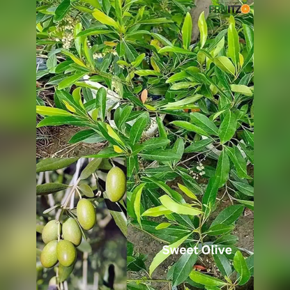 Everlasting Green Gift Combo Grafted & Healthy Plants  for Home & Terrace Gardening (1.5--2.5'ft)