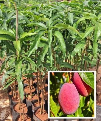 Alfanso Mango Grafted Plant ( 1.5 - 2 feet )