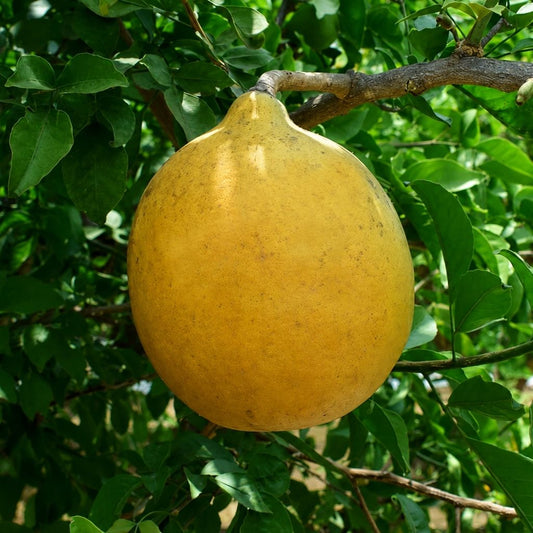 Goma Yashi Bael Plant | Premium Thornless Bael Fruit Plant