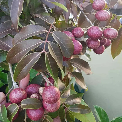 Ruby Red Plus Dragon Eye Longan Grafted Fruit Plant (1-2 Feet Height)