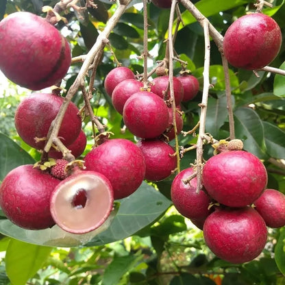 Ruby Red Plus Dragon Eye Longan Grafted Fruit Plant (1-2 Feet Height)