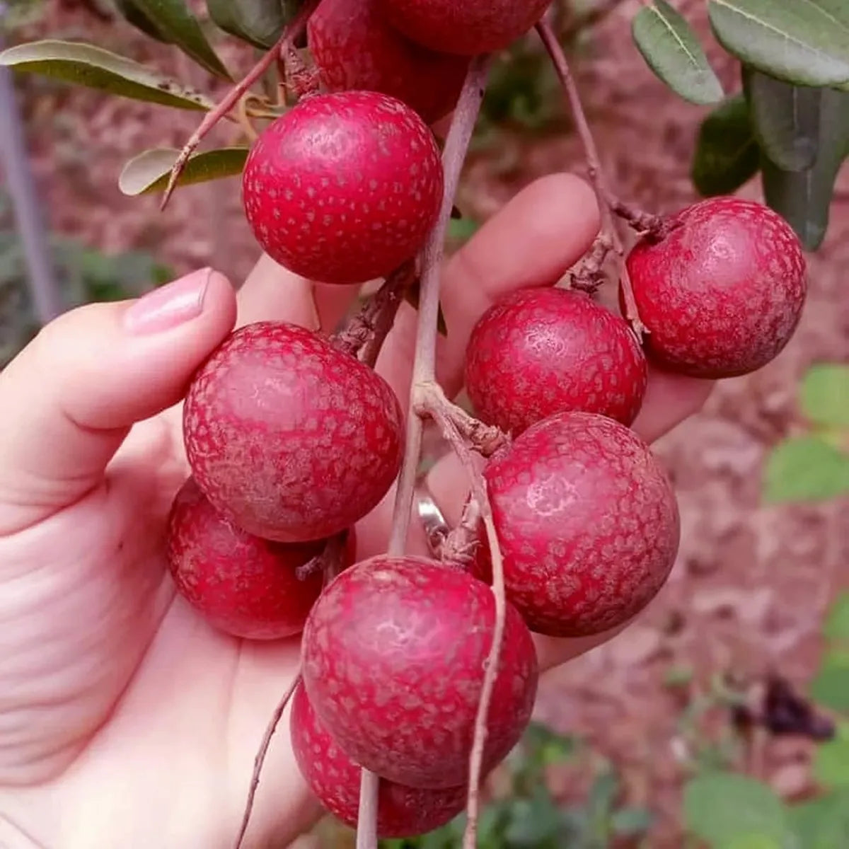 Ruby Red Plus Dragon Eye Longan Grafted Fruit Plant (1-2 Feet Height)