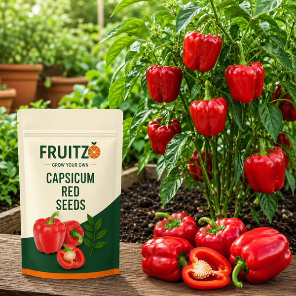 Capsicum Red Seeds for Home & Terrace Gardening