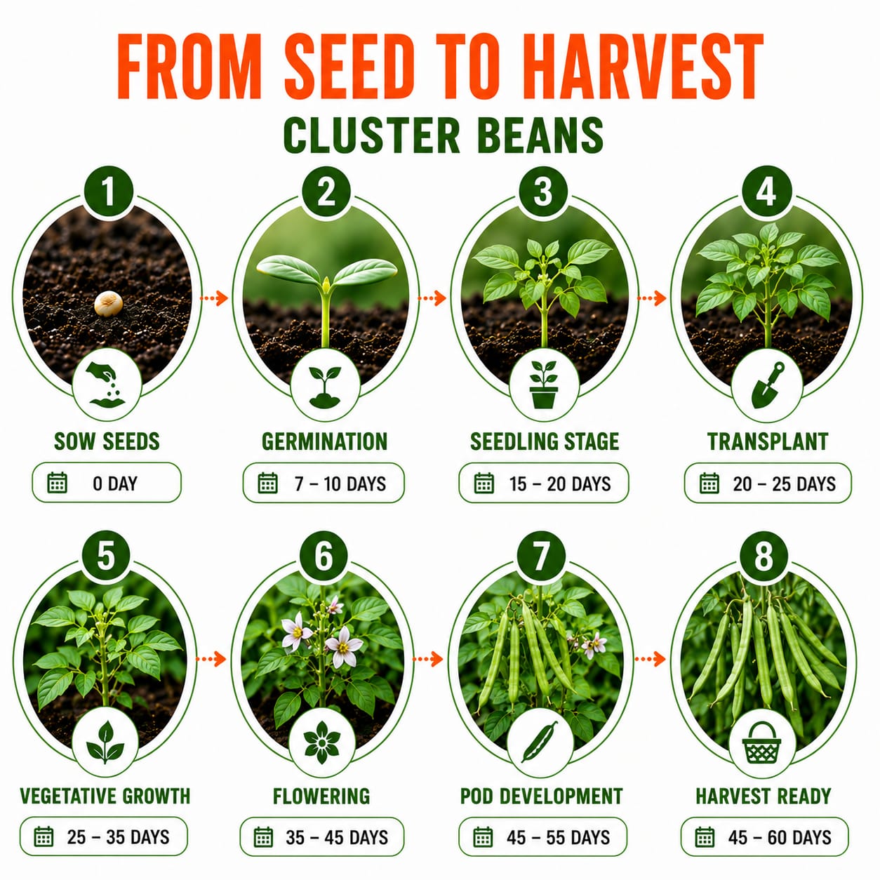 Cluster Beans Seeds for Home & Terrace Gardening