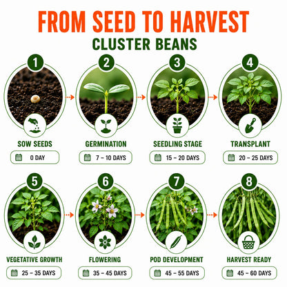 Cluster Beans Seeds for Home & Terrace Gardening