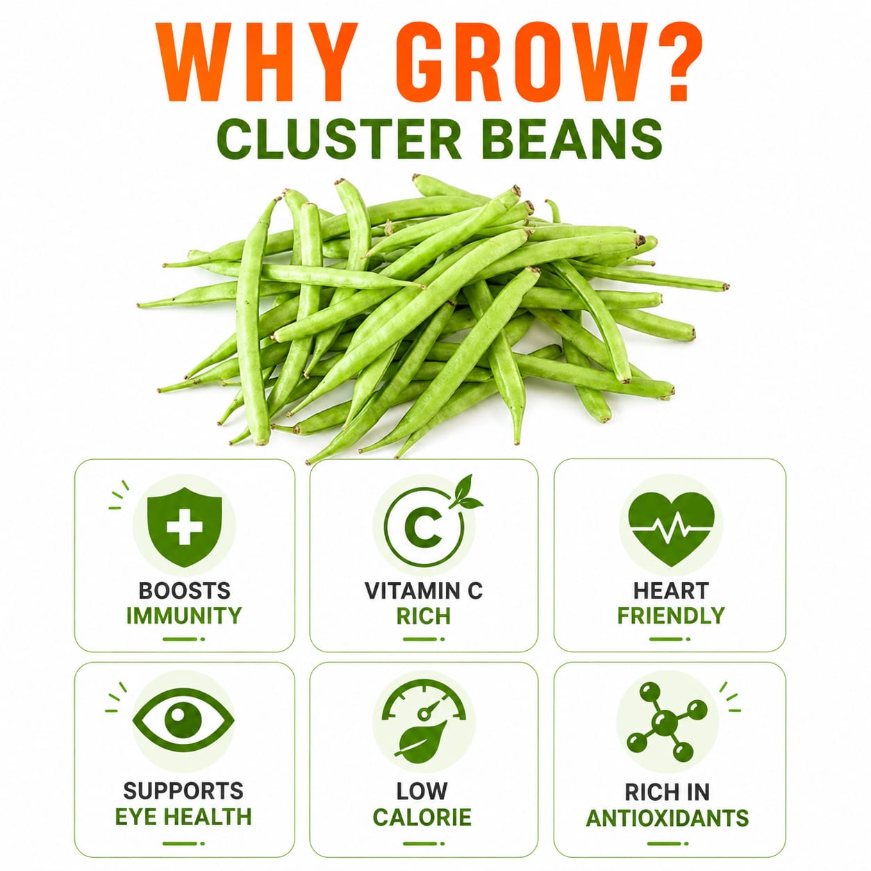 Cluster Beans Seeds for Home & Terrace Gardening