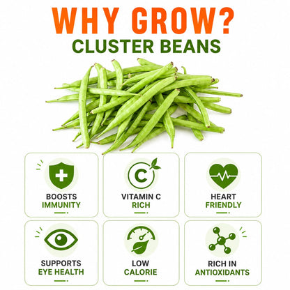 Cluster Beans Seeds for Home & Terrace Gardening