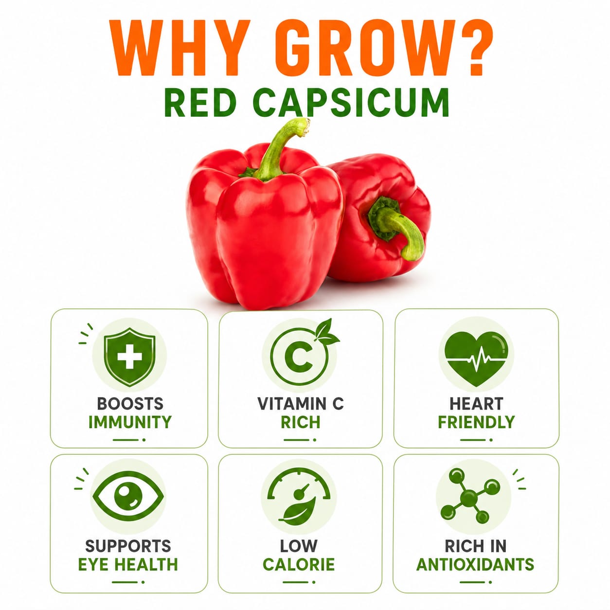 Capsicum Red Seeds for Home & Terrace Gardening