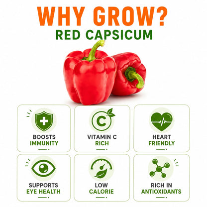 Capsicum Red Seeds for Home & Terrace Gardening