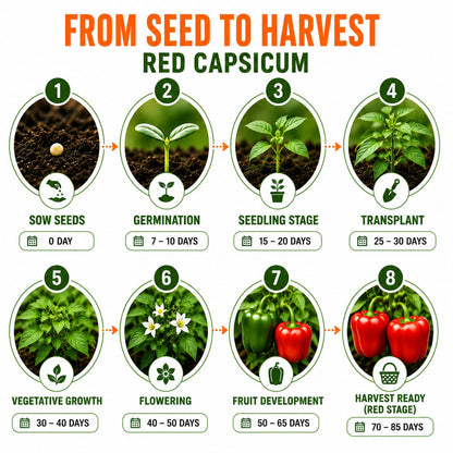 Capsicum Red Seeds for Home & Terrace Gardening