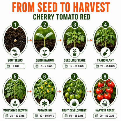Cherry Tomato Red Seeds for Home & Terrace Gardening