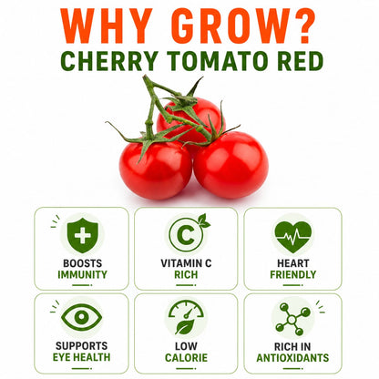 Cherry Tomato Red Seeds for Home & Terrace Gardening