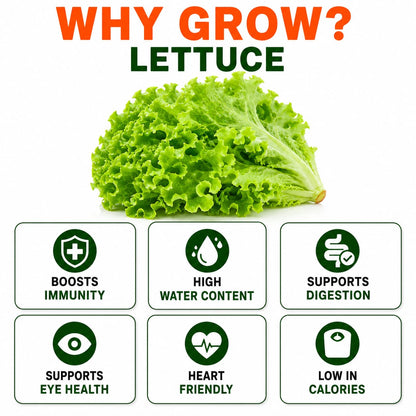 Lettuce Seeds for Home & Terrace Gardening