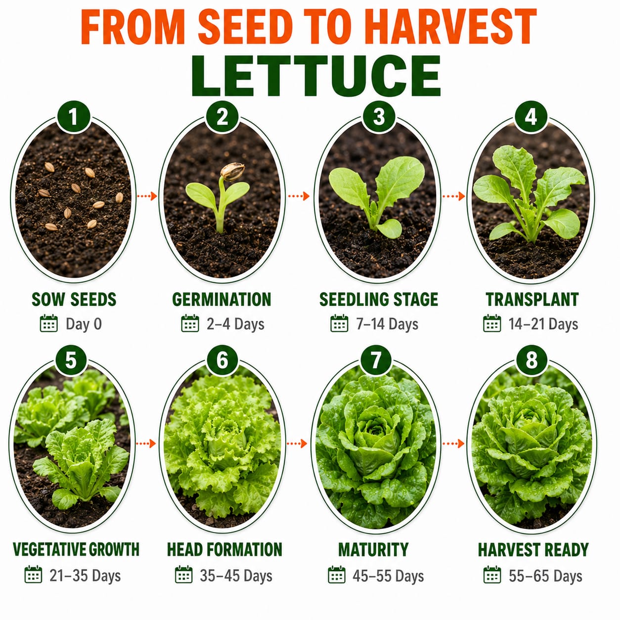 Lettuce Seeds for Home & Terrace Gardening
