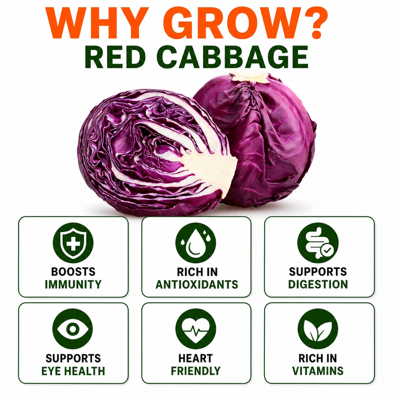 Red Cabbage Seeds for Home & Terrace Gardening