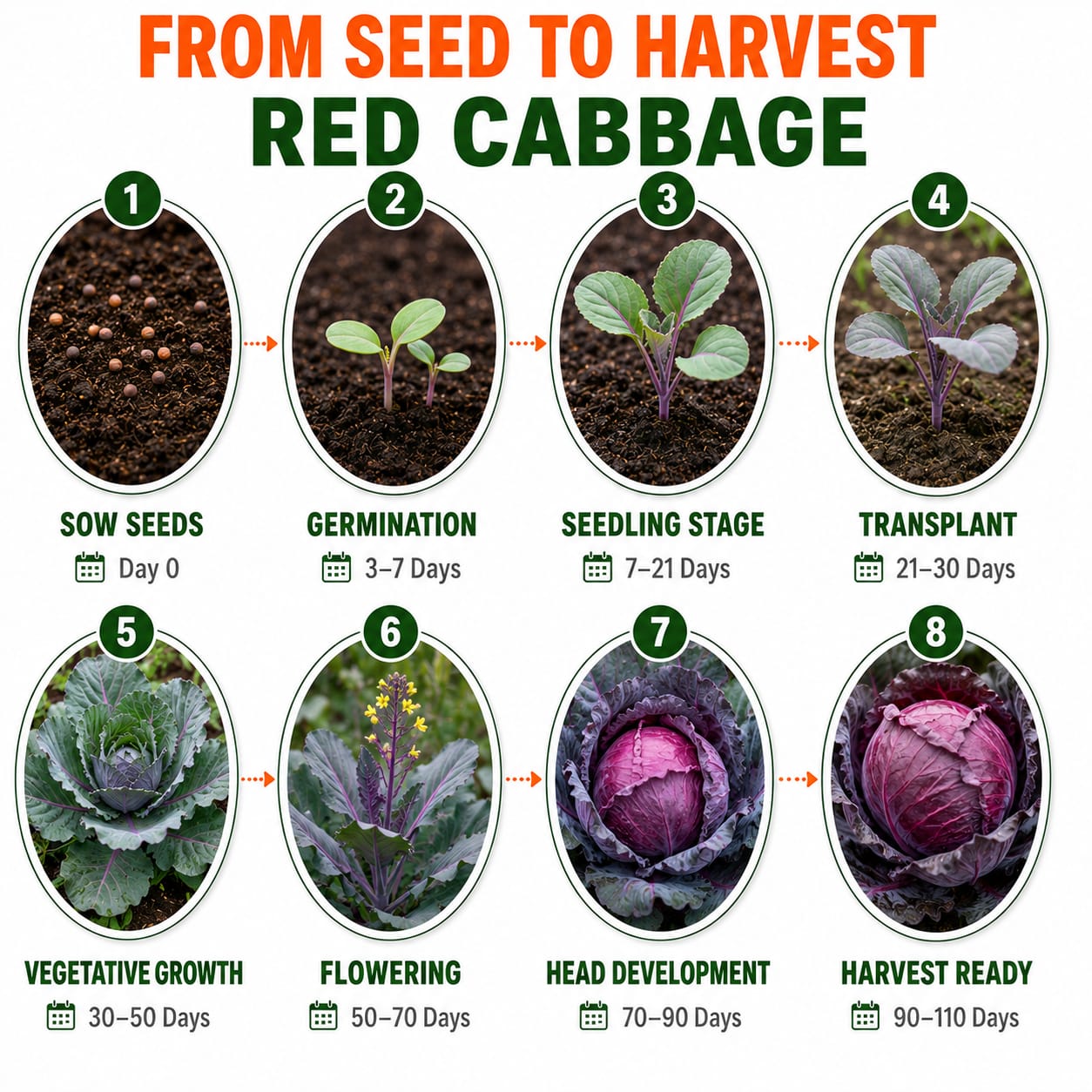 Red Cabbage Seeds for Home & Terrace Gardening