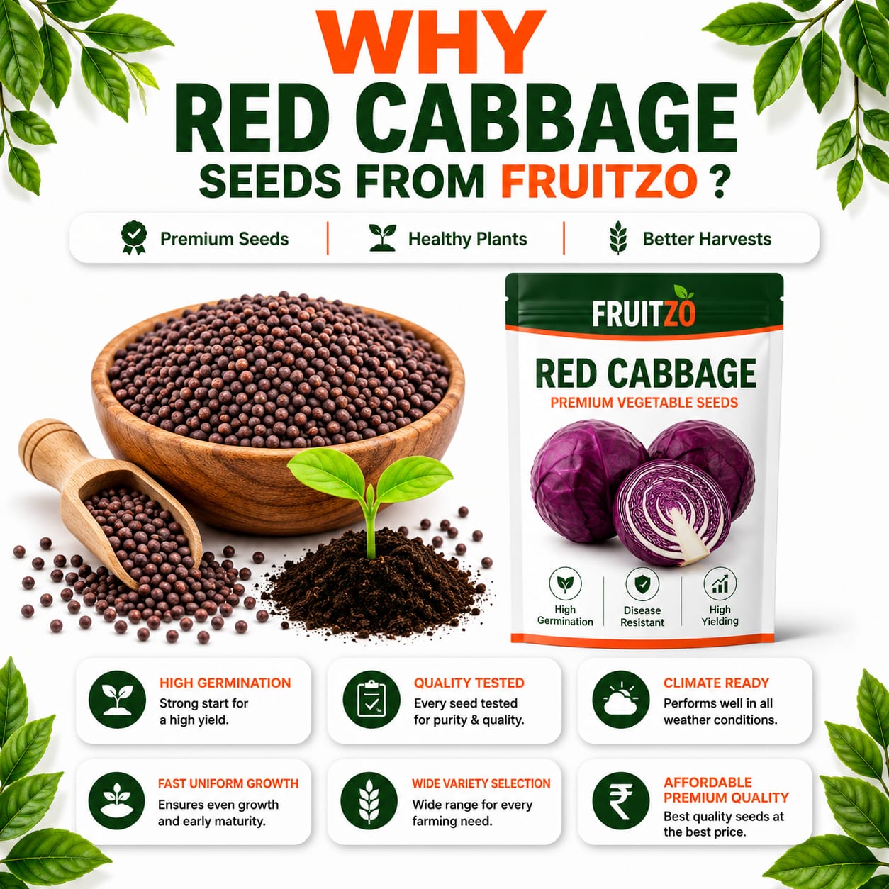 Red Cabbage Seeds for Home & Terrace Gardening