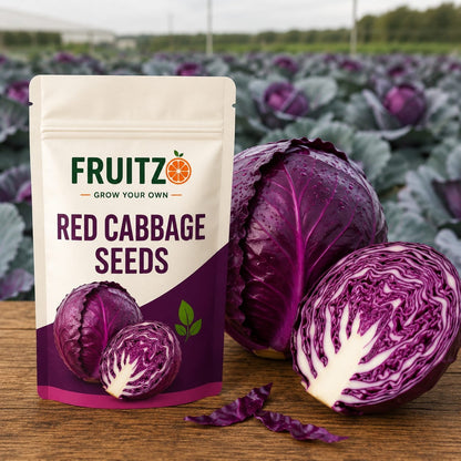 Red Cabbage Seeds for Home & Terrace Gardening