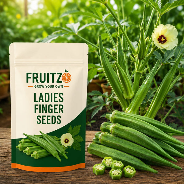 Lady Finger Seeds for Home & Terrace Gardening