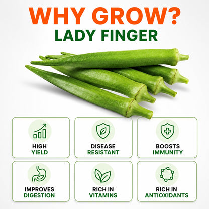 Lady Finger Seeds for Home & Terrace Gardening