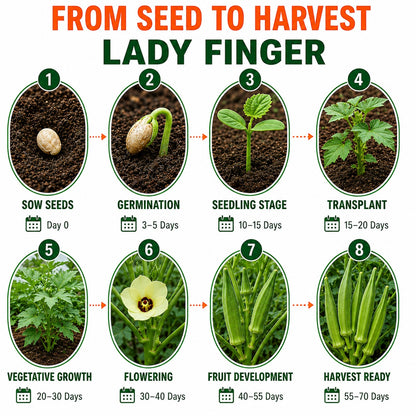 Lady Finger Seeds for Home & Terrace Gardening