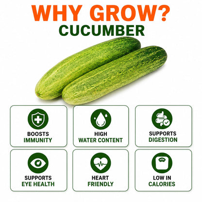 Cucumber Seeds for Home & Terrace Gardening
